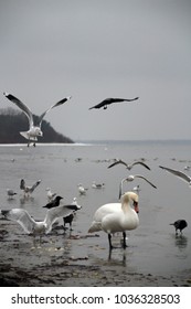 Seagulls on the seafront