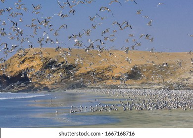 Seagulls on the shore at the seaside of Huarmey in Ancash region, Peru - Shutterstock ID 1667168716
