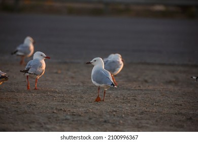 Seagulls on the side of the road during sunset in Adelaide, South Australia