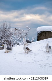 Seagulls On The Snow On The Roof, Winter Theme, Seagull Gang