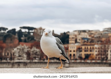 Seagulls on the street in Rome - Powered by Shutterstock