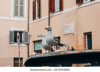 Seagulls on the street in Rome - Powered by Shutterstock