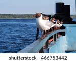 Seagulls on Volga river, Myshkin, Russia