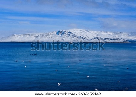 Seagulls and other birds swim in the foreground of a bay in Iceland, while a small boat navigates across the water towards the snow-covered mountains in the distance.