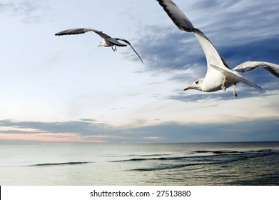 seagulls over sea at sunset - Powered by Shutterstock