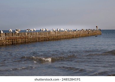 Seagulls Perched on Coastal Pier at Dusk - Powered by Shutterstock