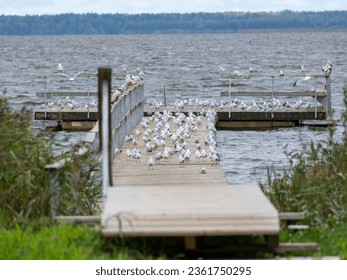 Seagulls perched on the pontoon Bridge in Lake. Sea mew Ensemble: Beauty of Many sea mew on the Lakeside Boardwalk. Sea mew or gull Seating: Many sea mew or gul Relaxing on the Extended Lakeside Pier.