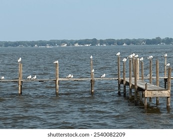 Seagulls perched on a wooden pier over calm water. - Powered by Shutterstock