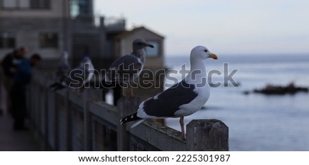 Seagulls perched at a waterfront wooden boardwalk lookout point on cannery row by the Monterey Bay Aquarium