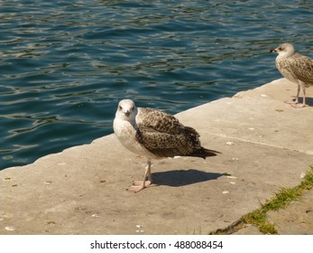 Seagulls in port