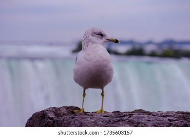 Seagulls Are A Protected Species In Canada - Seagulls At The Beautiful Lanscape Of Niagara Falls