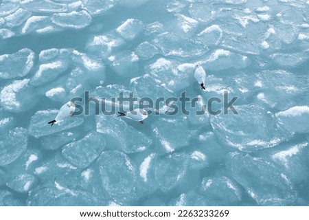 seagulls relaxing on frozen lake surface