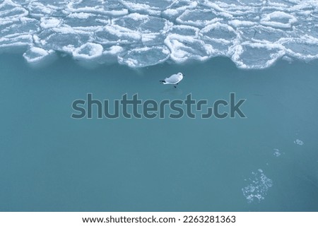 seagulls relaxing on frozen lake surface