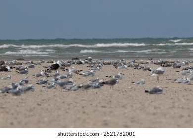 Seagulls resting on the beach 