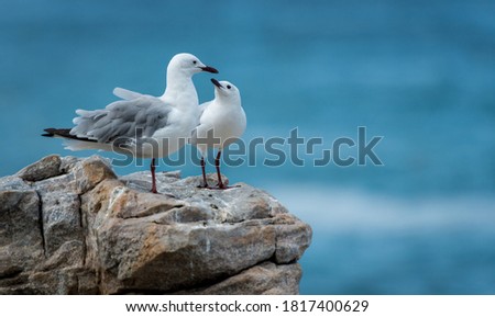 seagulls at the rocky shore of the indian ocean in south Africa -lloking as they are a family or a couple for eternity 