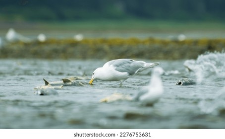 Seagulls shuttle back and forth in the river for food. There's salmon around. Animal food chain as salmon return to freshwater to spawn, Alaska, summer 2017.