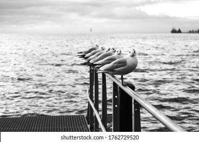 Seagulls sit on the pier on the shore and look expressively at the camera, near a lake or the sea, in the dock at sunset, waves on the water surface. Black and white photo.