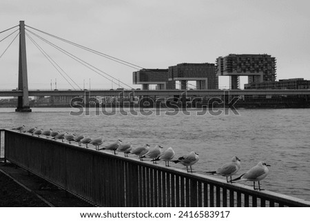 Seagulls sit on the Rhine near Cologne