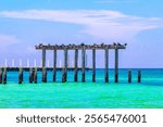 Seagulls sitting on an old jetty over Carribbean sea in Playa del Carmen Quintana Roo Mexico.