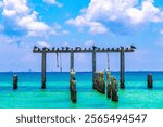 Seagulls sitting on an old jetty over Carribbean sea in Playa del Carmen Quintana Roo Mexico.