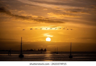 Seagulls in the sky at sunset. Sunset over sea with seagulls silhouettes. Seagulls in sunset sky over sea. Seagulls in sunset sky - Powered by Shutterstock