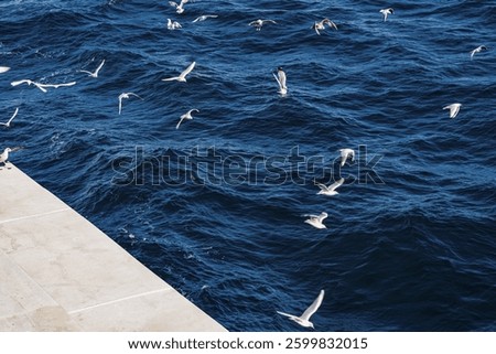 Seagulls soaring and gliding over a deep blue sea beside a concrete pier, capturing the essence of coastal wildlife in a dynamic yet tranquil scene of nature’s beauty.