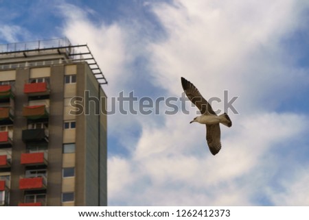 Similar – Foto Bild Möwe_Strand_Himmel