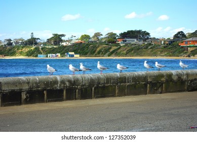 Seagulls Standing On Sea Wall In Carpark Over Looking Sea And Beach Scene