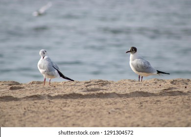 Mirador De Punta Canfali High Res Stock Images Shutterstock