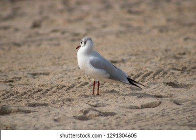 Mirador De Punta Canfali High Res Stock Images Shutterstock