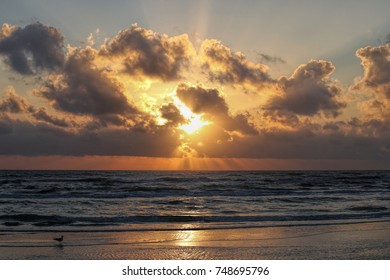 Seagulls At Sunrise On The Texas Gulf Coast