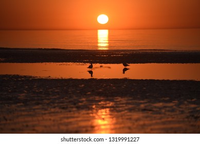 Seagulls at sunset on a beach, Normandy, France