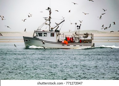 Seagulls Surrounding Lobster Fishing Boat On The Ocean
