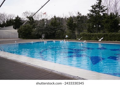 The seagulls are swimming and playing in the swimming pool.