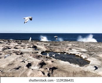 Seagulls Swimming In A Rock Pool With Others Flying Overhead And Crashing Waves In The Background