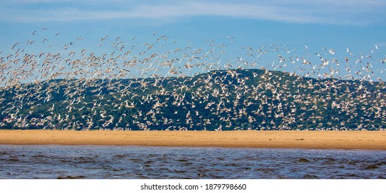 Seagulls Take Off From The Sandy Spit Of The River Against The Backdrop Of Mountains. The Background.