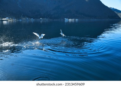 Seagulls takes off in the fjord in Norway. Water drops splash in dynamic movement of sea bird. Animal photo from Scandinavia