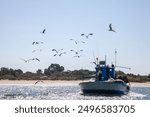 Seagulls trailing a small fishing boat returning from the catch, capturing a serene maritime scene of nature and work in harmony.