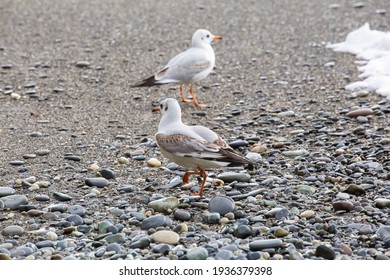 seagulls wallking on the seashore
