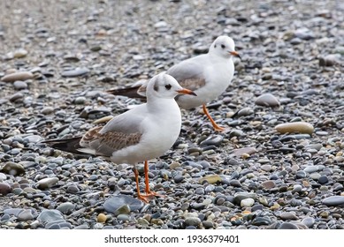 seagulls wallking on the seashore