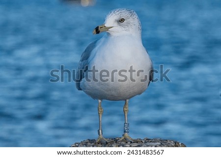Seagull's Watchful Eye at the Shoreline