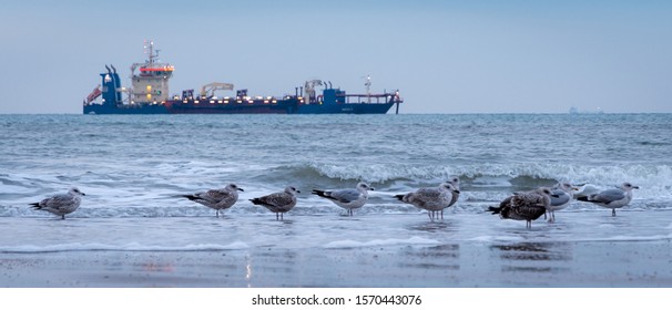 Seaguls In Front Of Dredger Njord R