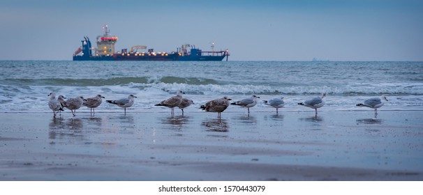 Seaguls In Front Of Dredger Njord R