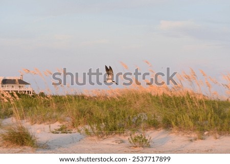 Seahawk soaring at sunset on the beach