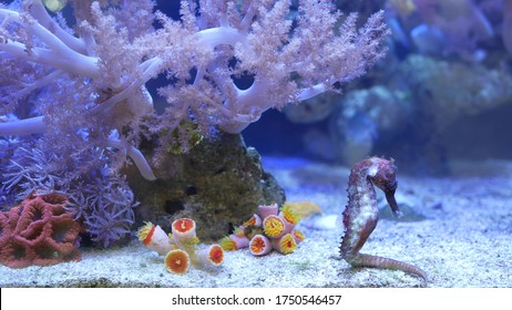 Seahorse Amidst Corals In Aquarium. Close Up Seahorses Swimming Near Wonderful Corals In Clean Aquarium Water. Marine Underwater Tropical Exotic Life Natural Background