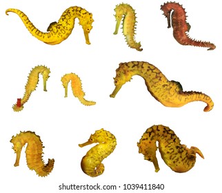 yellow seahorse images stock photos vectors shutterstock seahorse cut out