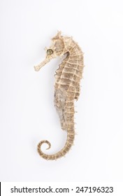 Seahorse In Front Of White Background 