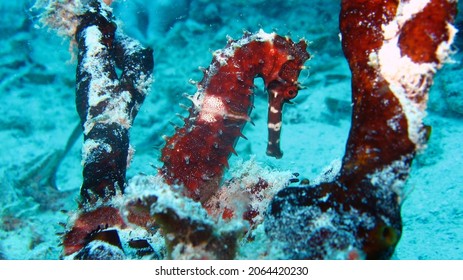 Seahorse (hippocampus Hudsonius) On The Coral Reef In Zanzibar, Tanzania