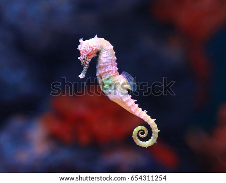 seahorse (Hippocampus) swimming