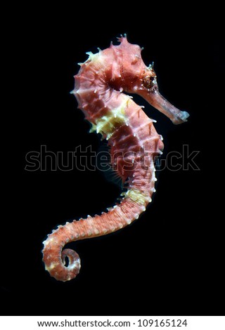 seahorse (Hippocampus) swimming Isolated on black.